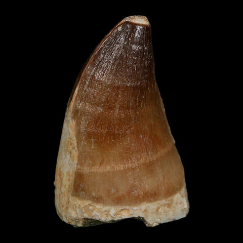 XL 2" Mosasaur Prognathodon Fossil Tooth Cretaceous Dinosaur Era COA Stand