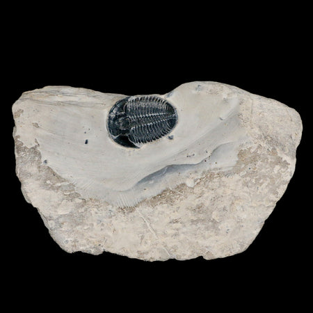 1" Elrathia Kingi Trilobite Fossil In Matrix House Range Utah Cambrian Age COA