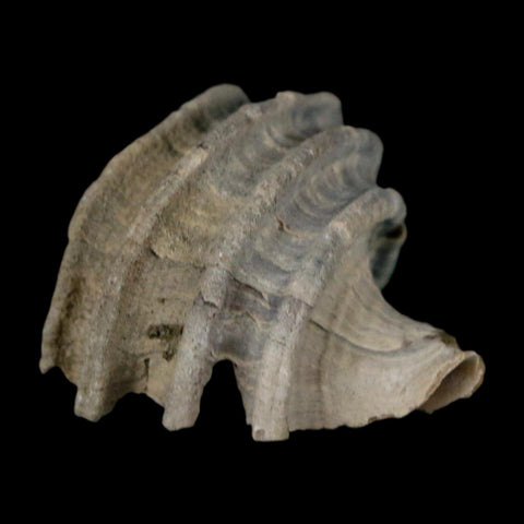 1.1" Ecphora Gardnerae Gastropod Fossil Shell Lee Creek Miocene Epoch North Carolina - Fossil Age Minerals