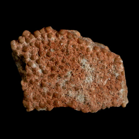 0.5" Megaloolithus Titanosaur Dinosaur Fossil Egg Shell Bouches Du Rhone France Display - Fossil Age Minerals
