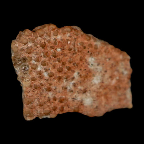 0.5" Megaloolithus Titanosaur Dinosaur Fossil Egg Shell Bouches Du Rhone France Display - Fossil Age Minerals