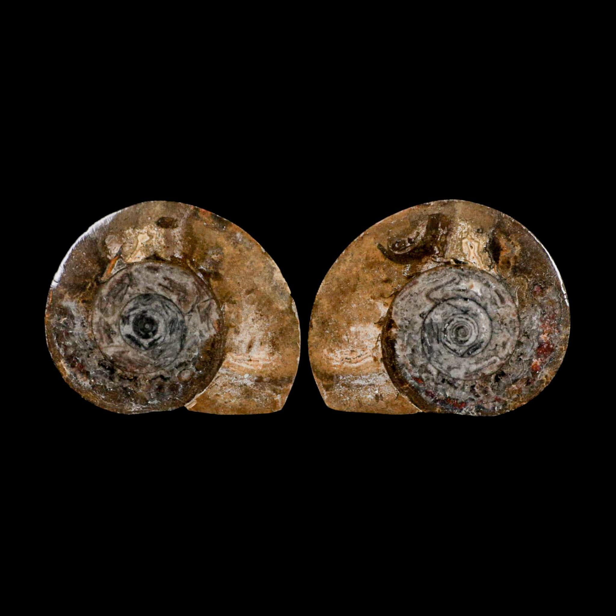 3.3" Goniatite Ammonite Fossil Polished, Cut Half's Erfoud Morocco Devonian Age COA - Fossil Age Minerals