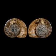 3.3" Goniatite Ammonite Fossil Polished, Cut Half's Erfoud Morocco Devonian Age COA