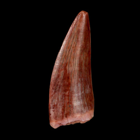0.9" Postosuchus Rauisuchid Archosaur Fossil Tooth Redonda Formation NM COA Display