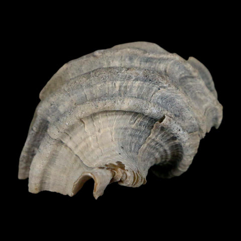 1.1" Ecphora Gardnerae Gastropod Fossil Shell Lee Creek Miocene Epoch North Carolina - Fossil Age Minerals