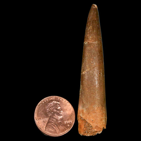XL 2.3" Plesiosaur Zarafasaura Tooth Fossil Cretaceous Dinosaur Era COA, Stand