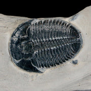 1" Elrathia Kingi Trilobite Fossil In Matrix House Range Utah Cambrian Age COA