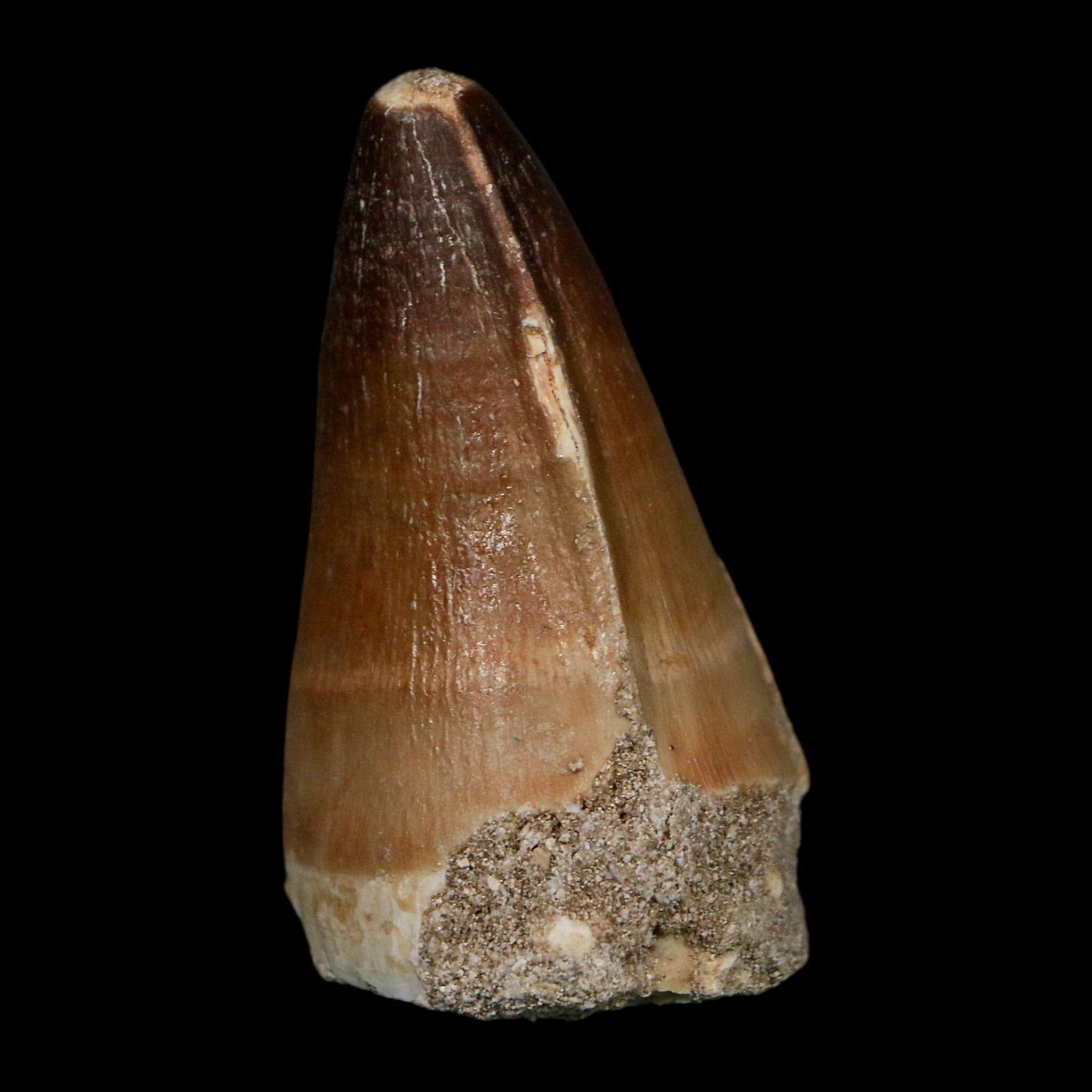 XL 2" Mosasaur Prognathodon Fossil Tooth Cretaceous Dinosaur Era COA Stand - Fossil Age Minerals