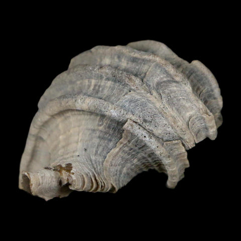 1.1" Ecphora Gardnerae Gastropod Fossil Shell Lee Creek Miocene Epoch North Carolina - Fossil Age Minerals