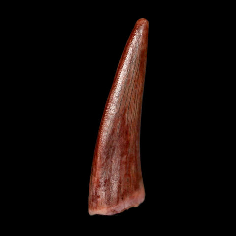 0.9" Postosuchus Rauisuchid Archosaur Fossil Tooth Redonda Formation NM COA Display