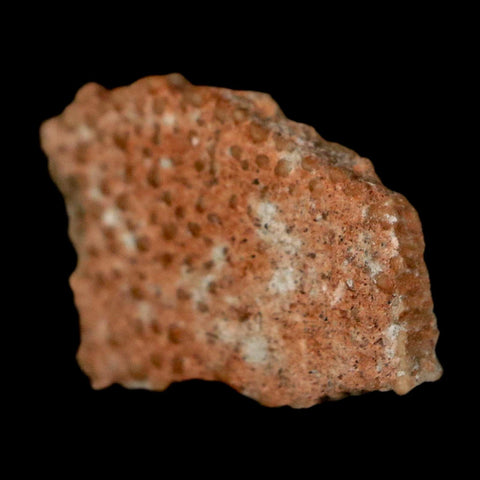 0.5" Megaloolithus Titanosaur Dinosaur Fossil Egg Shell Bouches Du Rhone France Display - Fossil Age Minerals