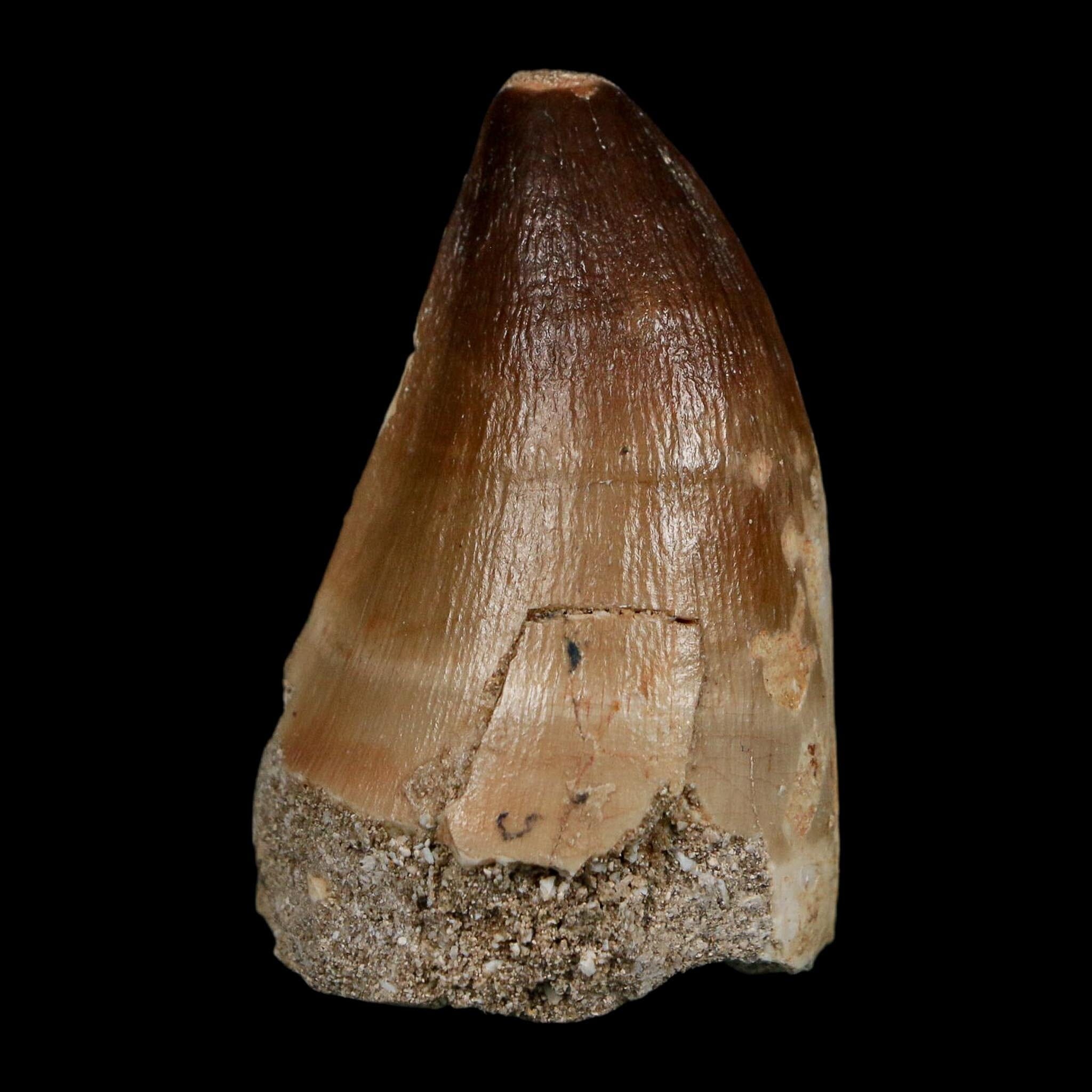 XL 2" Mosasaur Prognathodon Fossil Tooth Cretaceous Dinosaur Era COA Stand - Fossil Age Minerals