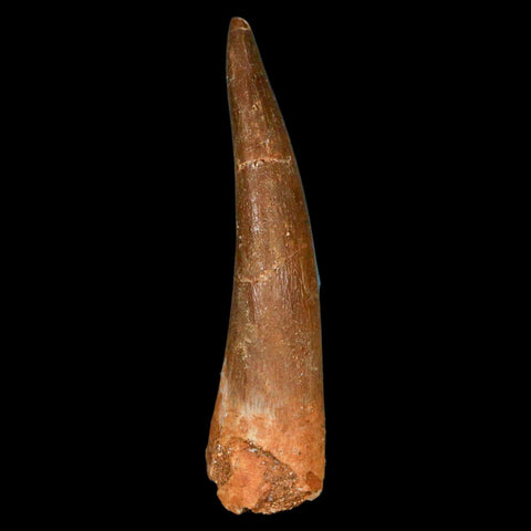 XL 2.3" Plesiosaur Zarafasaura Tooth Fossil Cretaceous Dinosaur Era COA, Stand