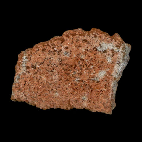 0.5" Megaloolithus Titanosaur Dinosaur Fossil Egg Shell Bouches Du Rhone France Display - Fossil Age Minerals