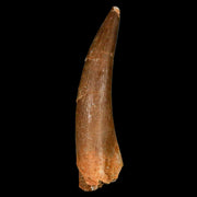 XL 2.3" Plesiosaur Zarafasaura Tooth Fossil Cretaceous Dinosaur Era COA, Stand