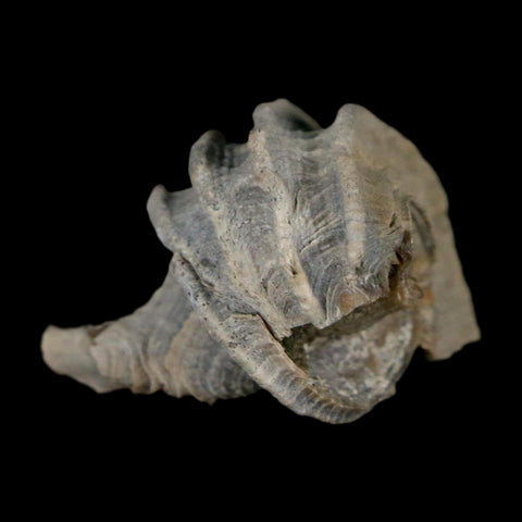 1.1" Ecphora Gardnerae Gastropod Fossil Shell Lee Creek Miocene Epoch North Carolina - Fossil Age Minerals