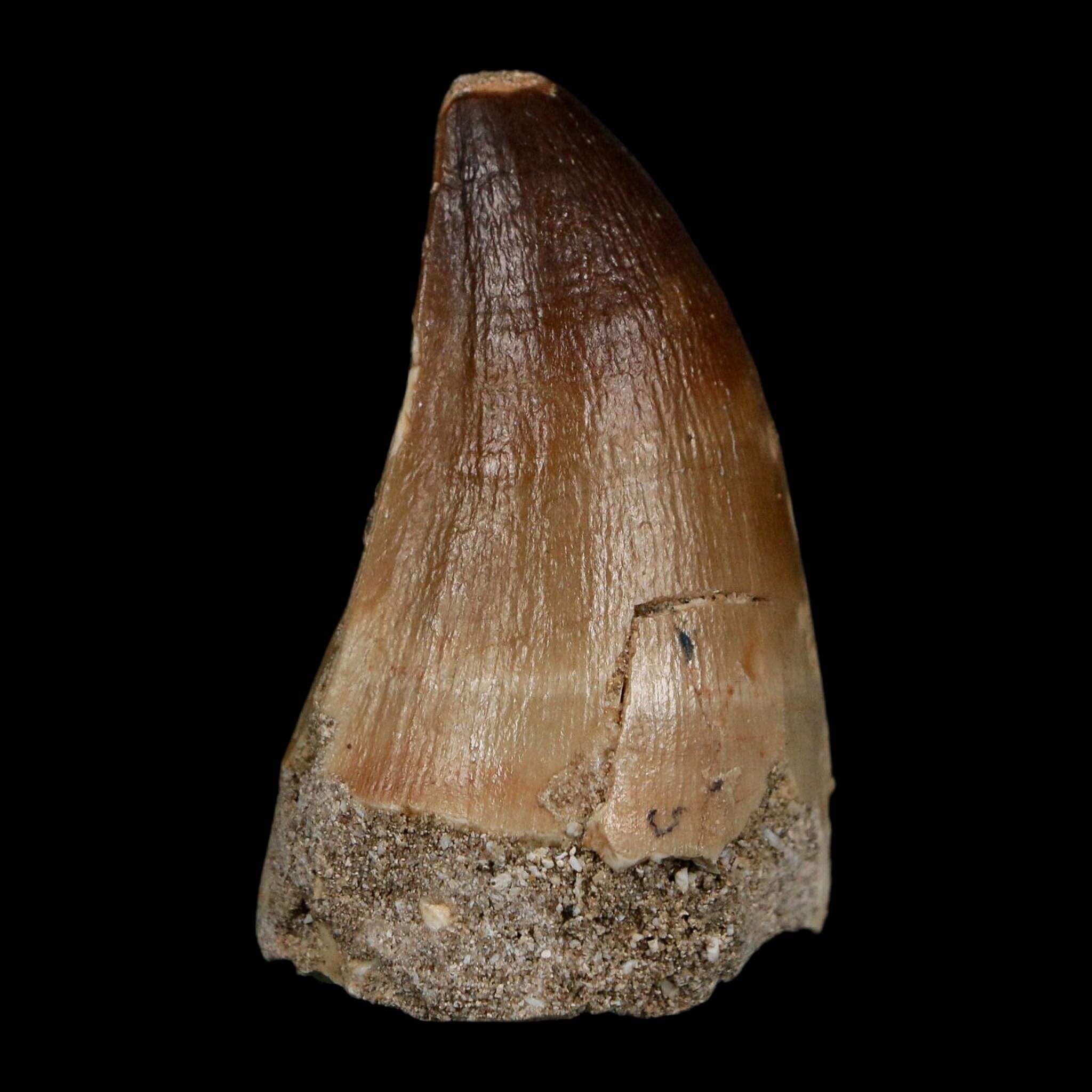 XL 2" Mosasaur Prognathodon Fossil Tooth Cretaceous Dinosaur Era COA Stand - Fossil Age Minerals