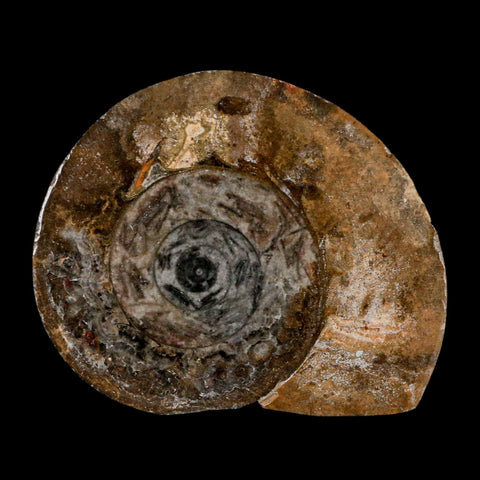 3.3" Goniatite Ammonite Fossil Polished, Cut Half's Erfoud Morocco Devonian Age COA - Fossil Age Minerals