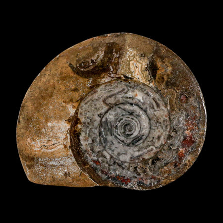 3.3" Goniatite Ammonite Fossil Polished, Cut Half's Erfoud Morocco Devonian Age COA