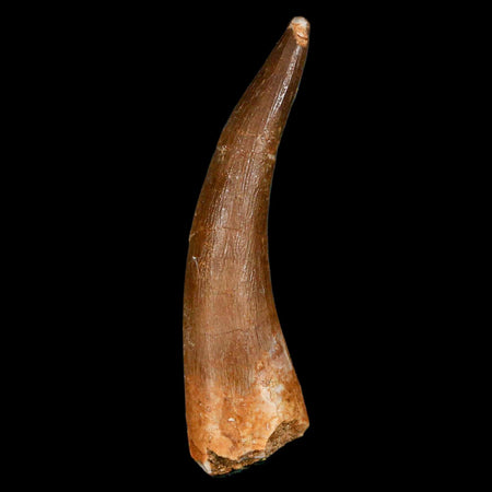 XL 2.3" Plesiosaur Zarafasaura Tooth Fossil Cretaceous Dinosaur Era COA, Stand