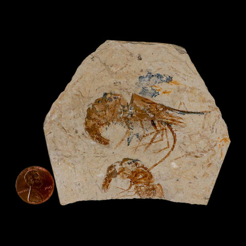 2 Two Fossil Shrimp Carpopenaeus Cretaceous Age 100 Mil Yrs Old Lebanon COA - Fossil Age Minerals