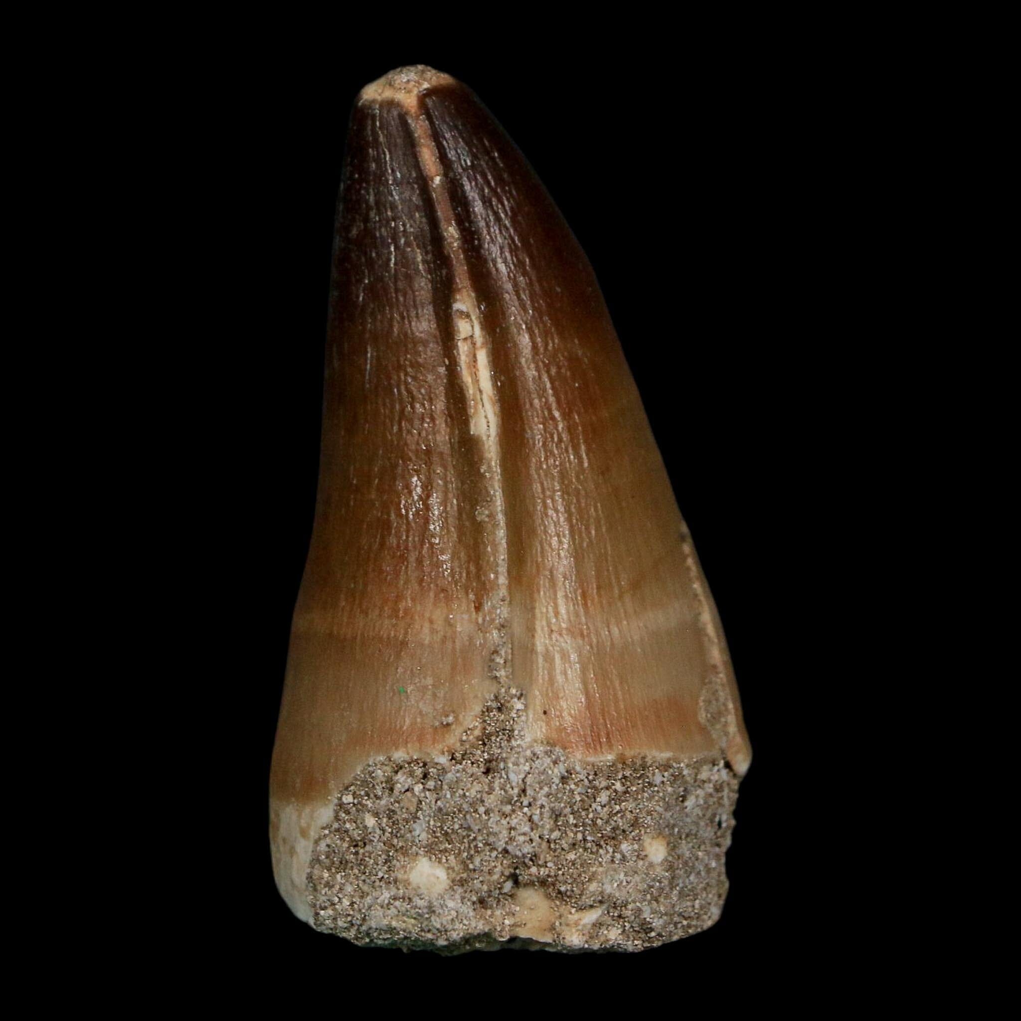 XL 2" Mosasaur Prognathodon Fossil Tooth Cretaceous Dinosaur Era COA Stand - Fossil Age Minerals