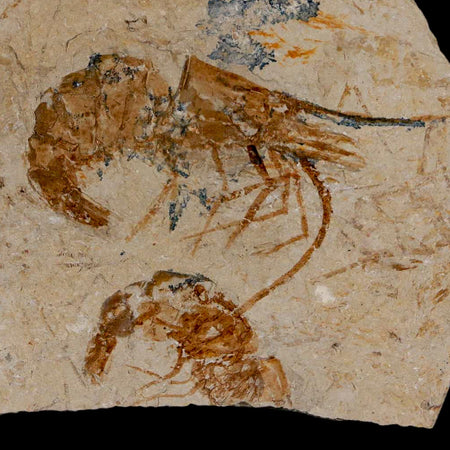 2 Two Fossil Shrimp Carpopenaeus Cretaceous Age 100 Mil Yrs Old Lebanon COA
