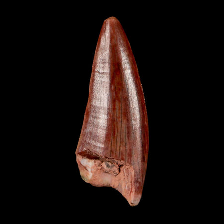 0.9" Postosuchus Rauisuchid Archosaur Fossil Tooth Redonda Formation NM COA Display