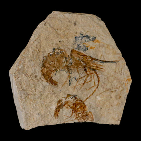 2 Two Fossil Shrimp Carpopenaeus Cretaceous Age 100 Mil Yrs Old Lebanon COA - Fossil Age Minerals