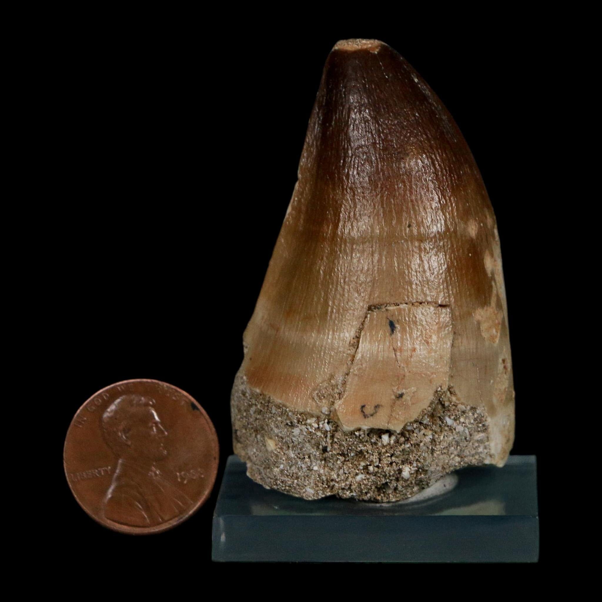 XL 2" Mosasaur Prognathodon Fossil Tooth Cretaceous Dinosaur Era COA Stand - Fossil Age Minerals