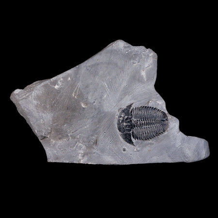 1" Elrathia Kingi Trilobite Fossil In Matrix House Range Utah Cambrian Age COA