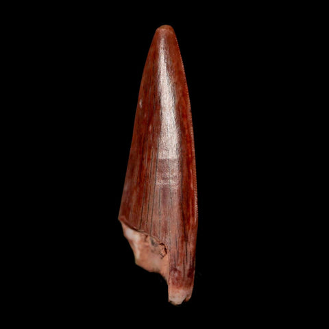 0.9" Postosuchus Rauisuchid Archosaur Fossil Tooth Redonda Formation NM COA Display