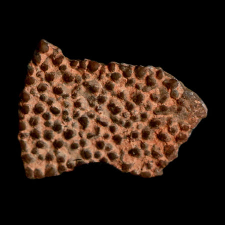 0.5" Megaloolithus Titanosaur Dinosaur Fossil Egg Shell Bouches Du Rhone France Display