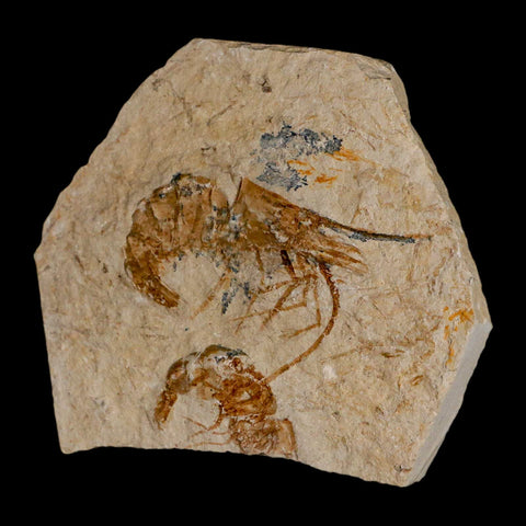 2 Two Fossil Shrimp Carpopenaeus Cretaceous Age 100 Mil Yrs Old Lebanon COA - Fossil Age Minerals