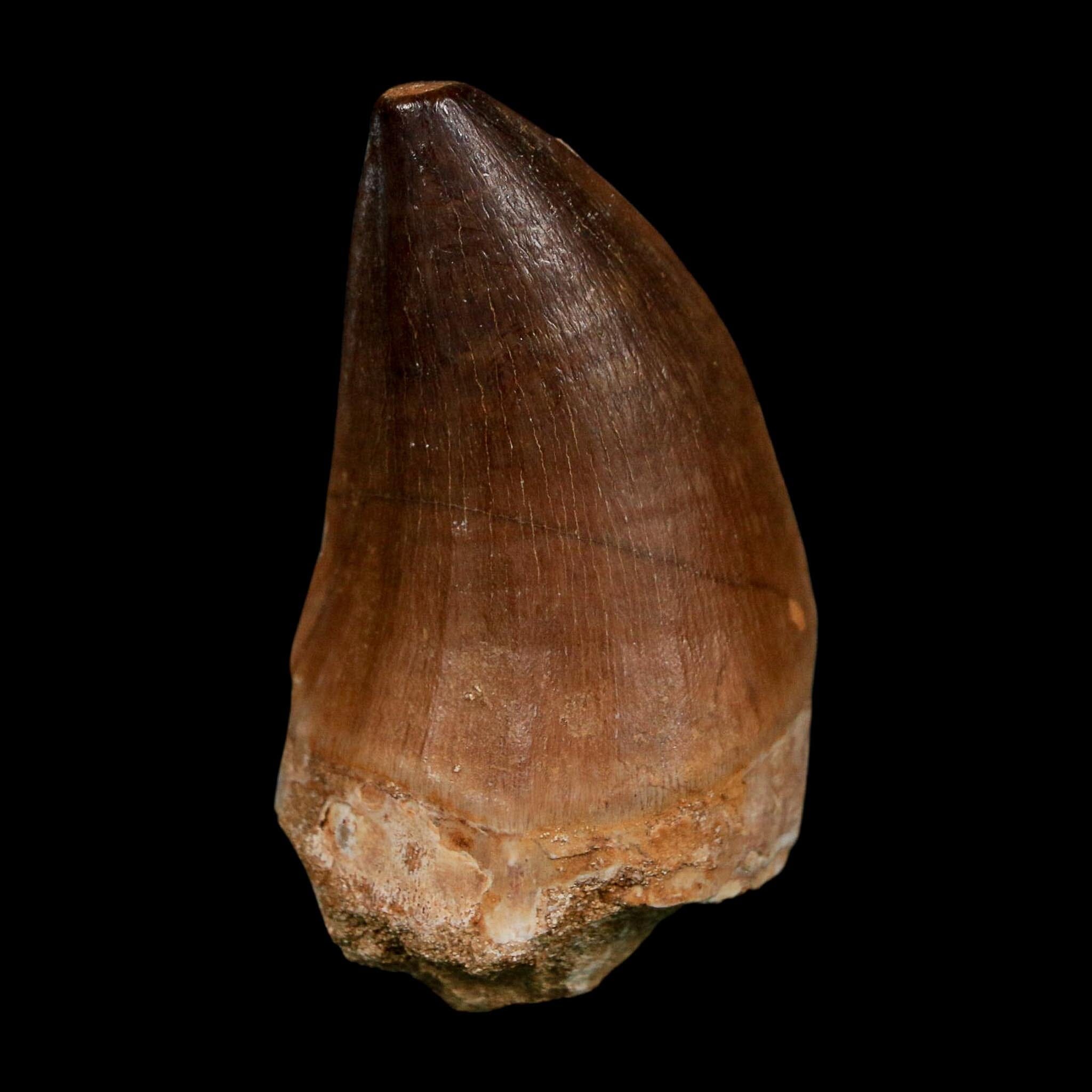 XL 2.1" Mosasaur Prognathodon Fossil Tooth Cretaceous Dinosaur Era COA Stand - Fossil Age Minerals
