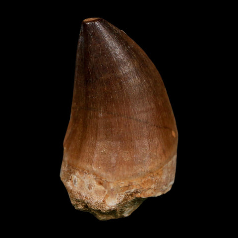 XL 2.1" Mosasaur Prognathodon Fossil Tooth Cretaceous Dinosaur Era COA Stand
