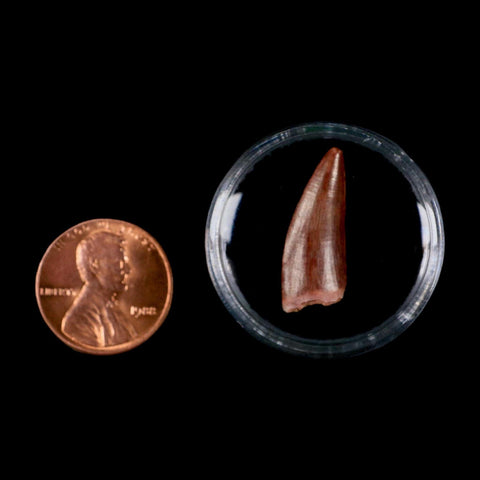 0.9" Postosuchus Rauisuchid Archosaur Fossil Tooth Redonda Formation NM COA Display