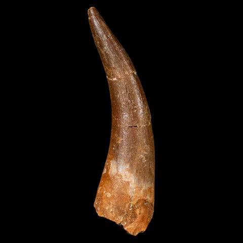 XL 2.3" Plesiosaur Zarafasaura Tooth Fossil Cretaceous Dinosaur Era COA, Stand