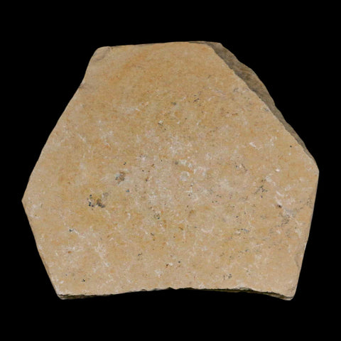 2 Two Fossil Shrimp Carpopenaeus Cretaceous Age 100 Mil Yrs Old Lebanon COA - Fossil Age Minerals