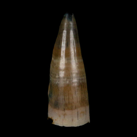 0.5 Crocodile Borealosuchus Fossil Tooth Judith River FM Montana COA Display - Fossil Age Minerals