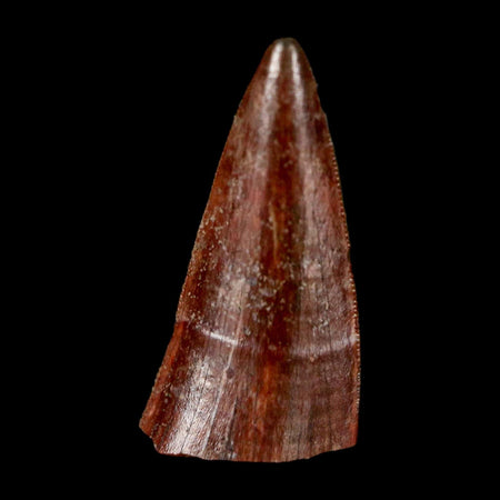 0.7" Postosuchus Rauisuchid Archosaur Fossil Tooth Redonda Formation NM COA Display