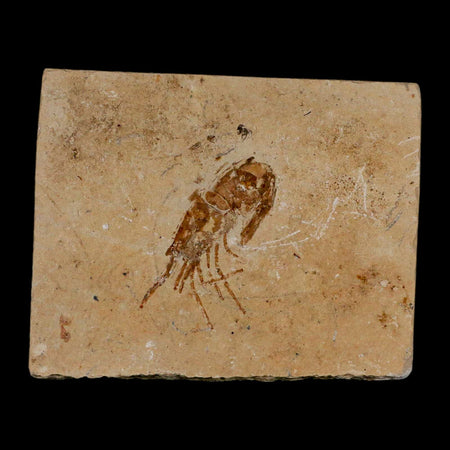 1.6" Fossil Shrimp Carpopenaeus Cretaceous Age 100 Mil Yrs Old Lebanon COA