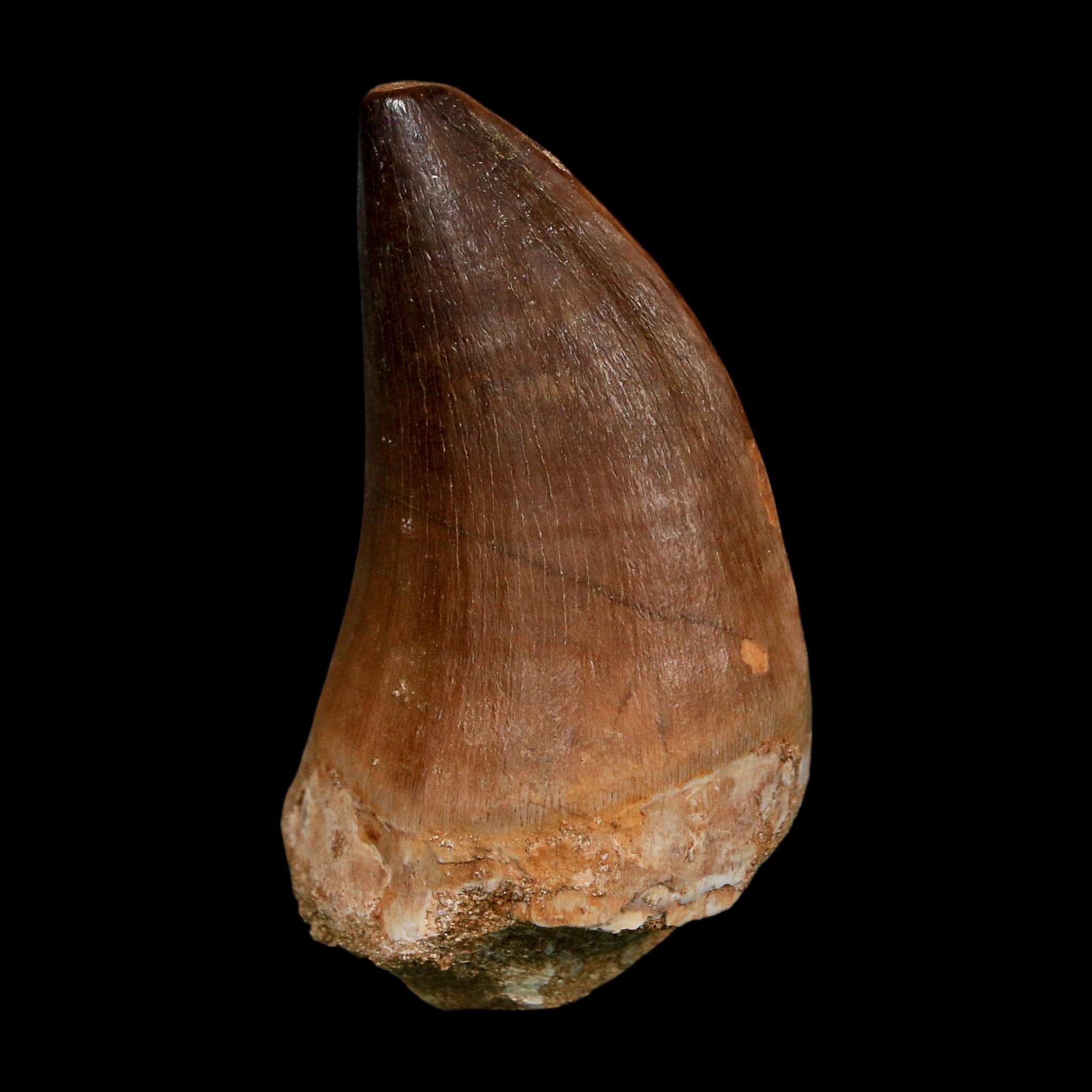 XL 2.1" Mosasaur Prognathodon Fossil Tooth Cretaceous Dinosaur Era COA Stand - Fossil Age Minerals