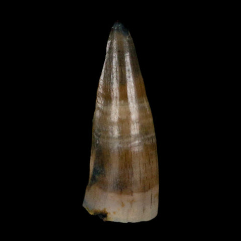 0.5 Crocodile Borealosuchus Fossil Tooth Judith River FM Montana COA Display - Fossil Age Minerals