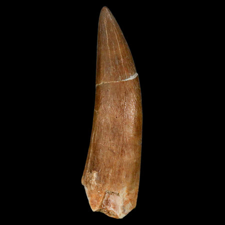 XL 2.3" Plesiosaur Zarafasaura Tooth Fossil Cretaceous Dinosaur Era COA, Stand