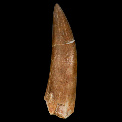 XL 2.3" Plesiosaur Zarafasaura Tooth Fossil Cretaceous Dinosaur Era COA, Stand
