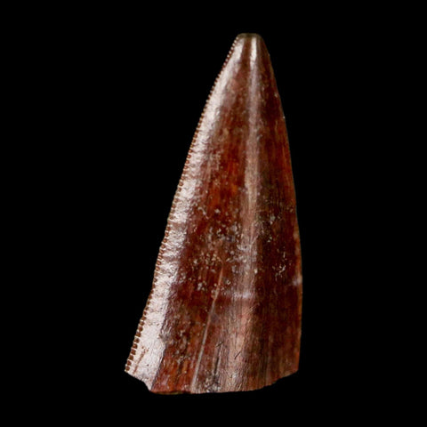 0.7" Postosuchus Rauisuchid Archosaur Fossil Tooth Redonda Formation NM COA Display