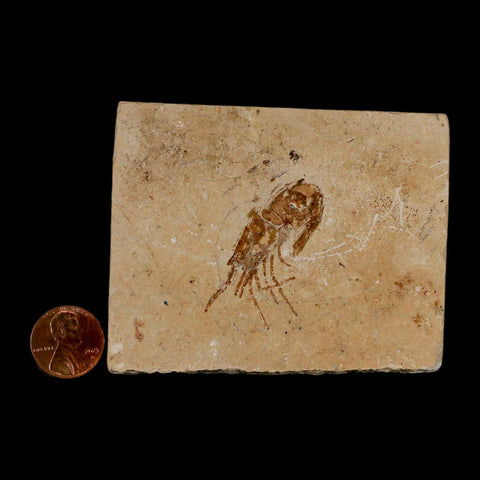 1.6" Fossil Shrimp Carpopenaeus Cretaceous Age 100 Mil Yrs Old Lebanon COA - Fossil Age Minerals