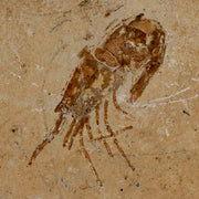1.6" Fossil Shrimp Carpopenaeus Cretaceous Age 100 Mil Yrs Old Lebanon COA