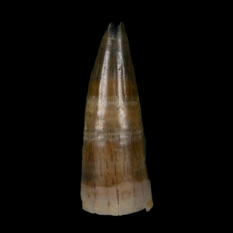 0.5 Crocodile Borealosuchus Fossil Tooth Judith River FM Montana COA Display - Fossil Age Minerals